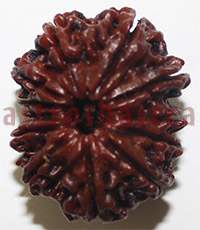 12 mukhi 2697 27mm